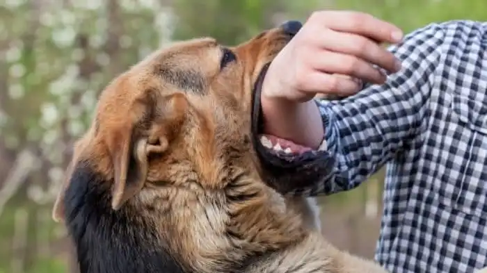 Digigit Anjing? Ini Pertolongan Pertama yang Perlu Segera Dilakukan