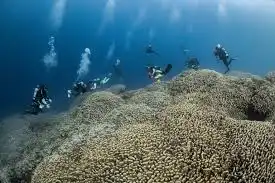 Terumbu Karang Terbesar di Dunia: Keajaiban Laut yang Luar Biasa