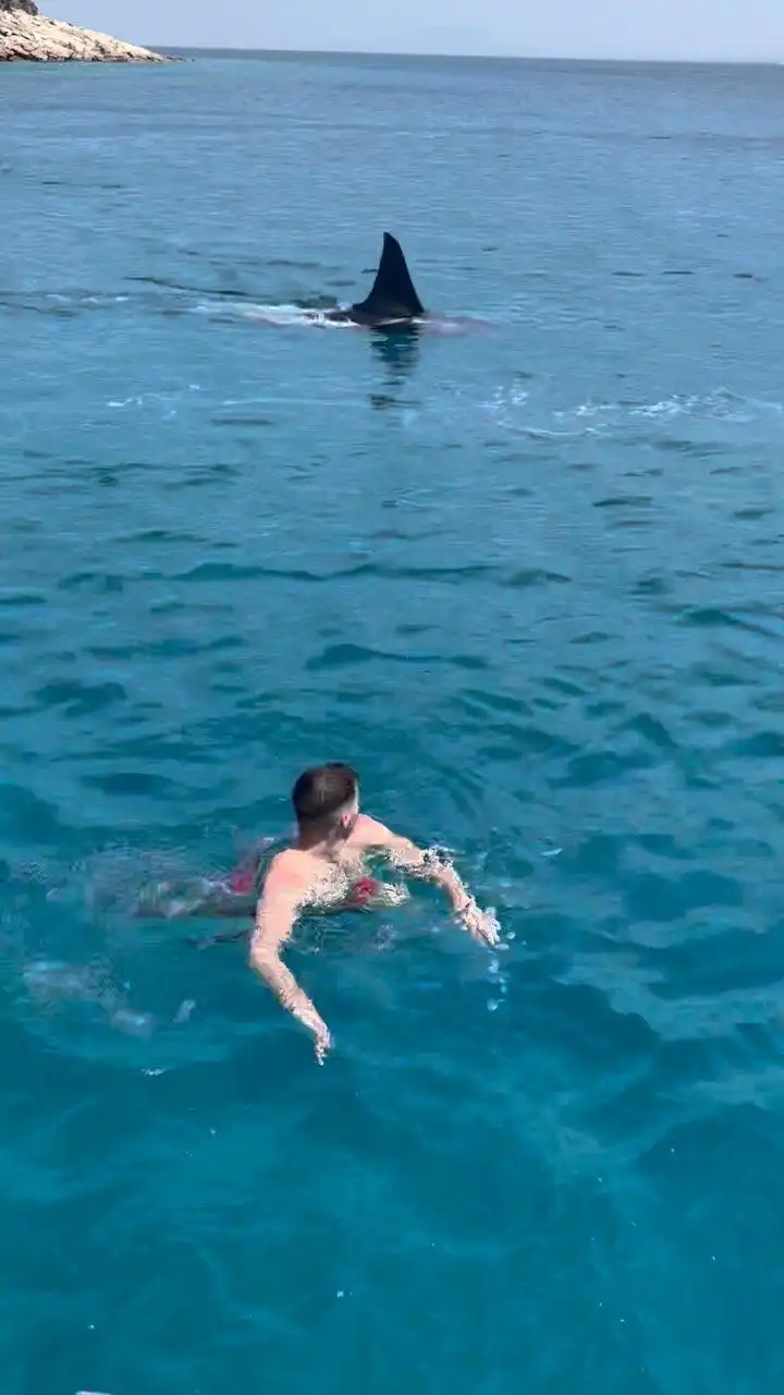Seni Bertahan Hidup Pas Ketemu Hiu di Laut