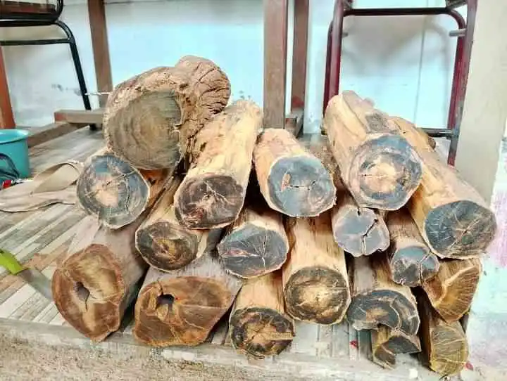 Mengenal Aquilaria atau Agarwood, Salah Satu Kayu Termahal di Dunia yang Bernilai Hingga Ratusan Juta Rupiah
