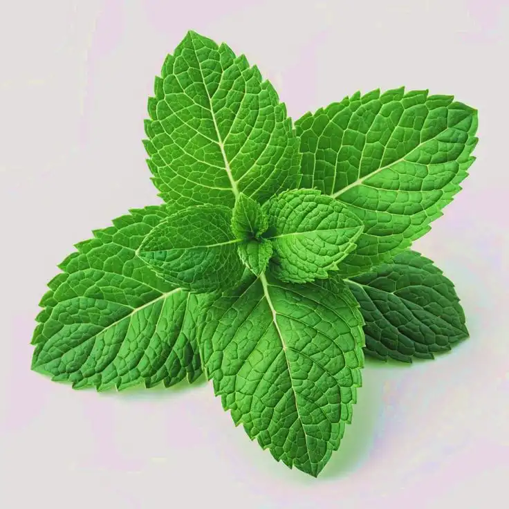 Menelusuri Jejak Dingin dan Fakta Unik Si Daun Mint