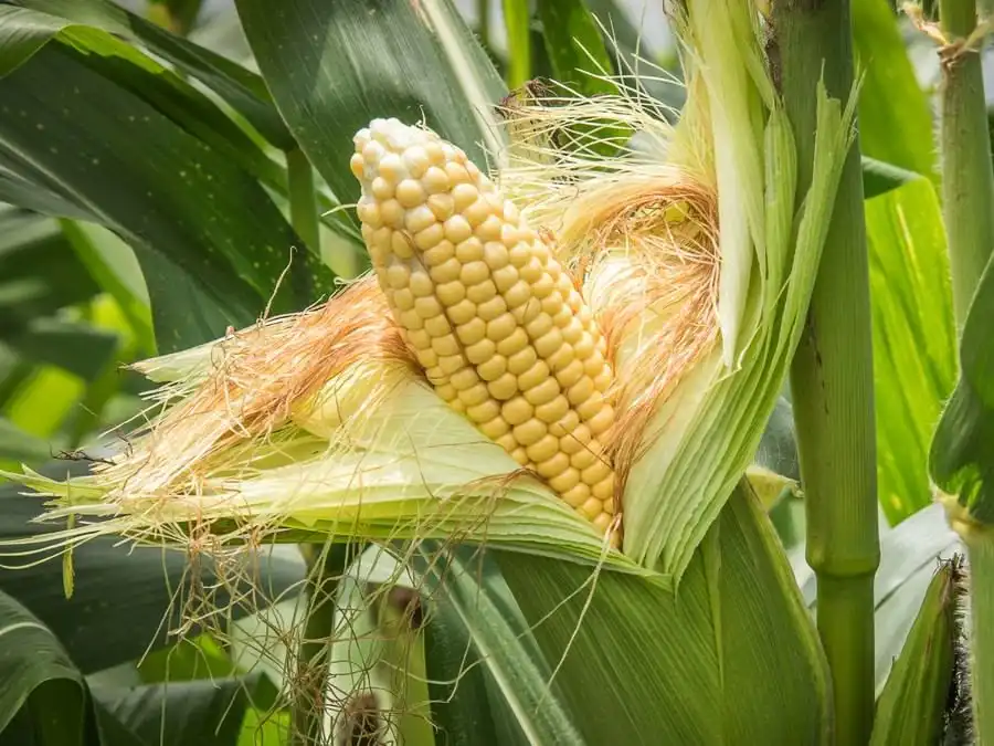 Jagung Muda dan Jagung Tua, Apa Perbedaan Kandungan dan Teksturnya?