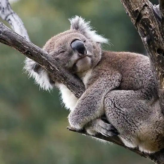 Koala dan Sidik Jari Manusia: Fakta Unik Hewan Berkantong yang Bikin Ilmuwan Takjub