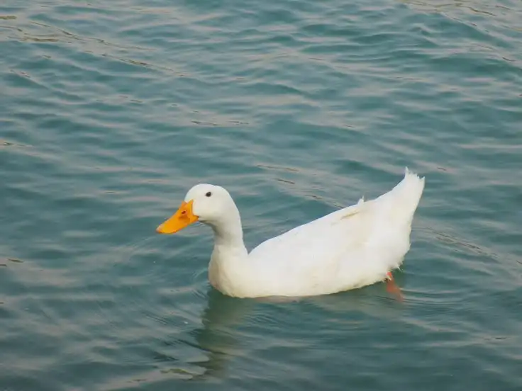 Mengapa Bebek Tidak Mudah Tenggelam Saat Berenang?