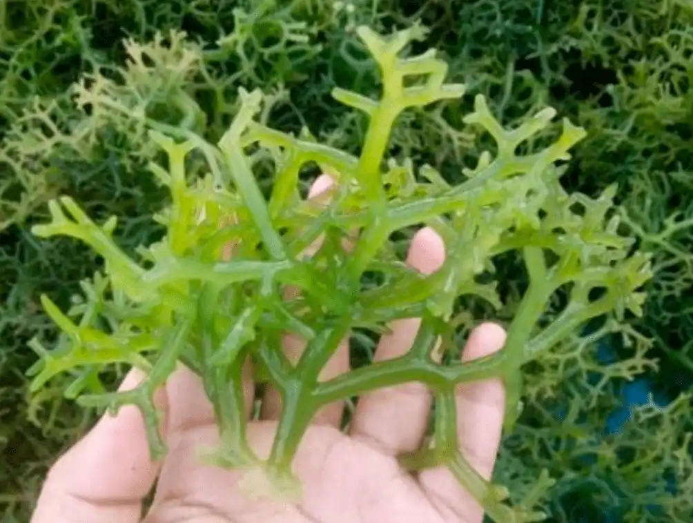Rahasia Sehat Alami dari Rumput Laut