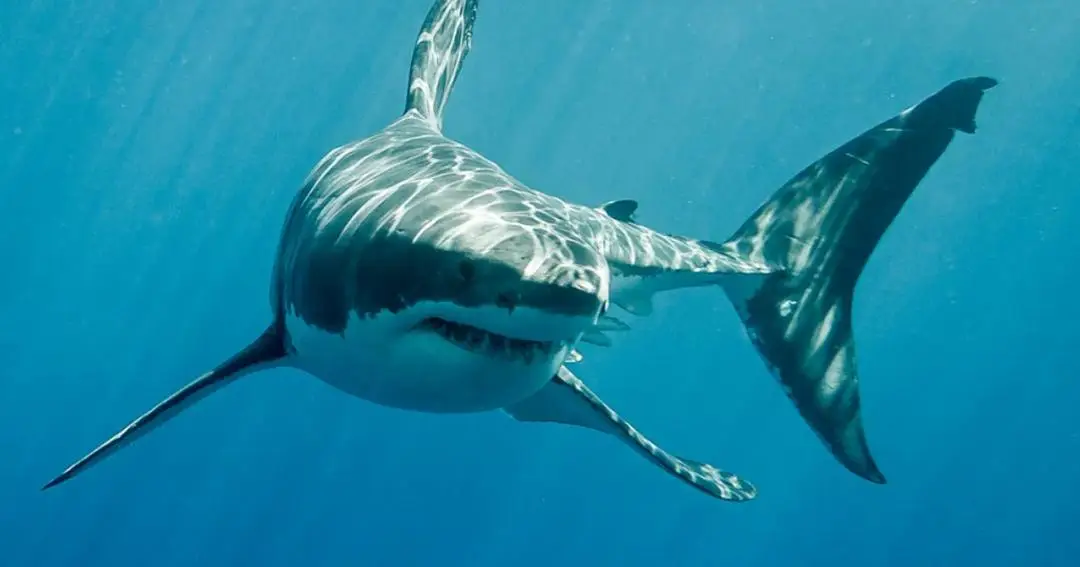 Rahasia Hiu: Tetap Berenang Demi Napas atau Sekadar Mitos?