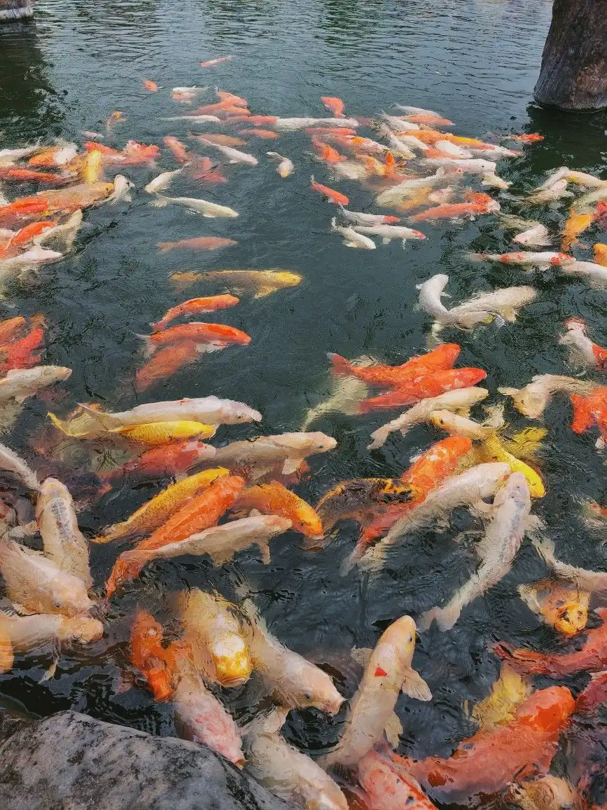 Ikan Hias Sering Naik ke Permukaan Air, Apa yang Sedang Terjadi?