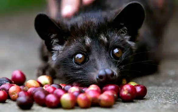 Kopi Luwak: Kisah Unik dari Fermentasi Alami hingga Jadi Kopi Termahal Dunia