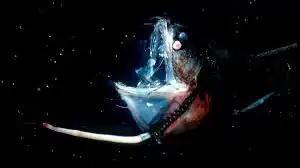 Dragonfish: Predator Laut Dalam yang Bisa Menyala di Kegelapan dan Memiliki Gigi Transparan