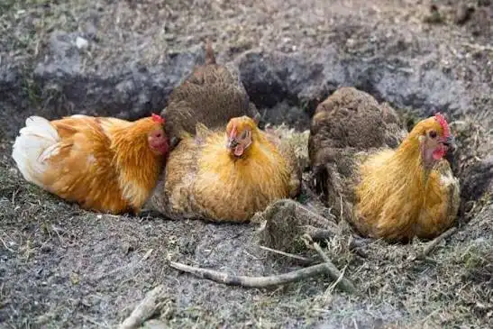 Kebiasaan Ayam Mandi Debu dan Manfaatnya bagi Kesehatan Bulu serta Kulit