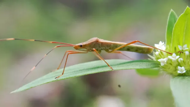 Walang Sangit: Hama Padi yang Merugikan Petani dan Cara Mengendalikannya