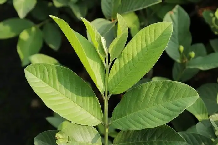 Daun Jambu Biji Muda dan Tua, Apakah Kandungan Senyawanya Berbeda?