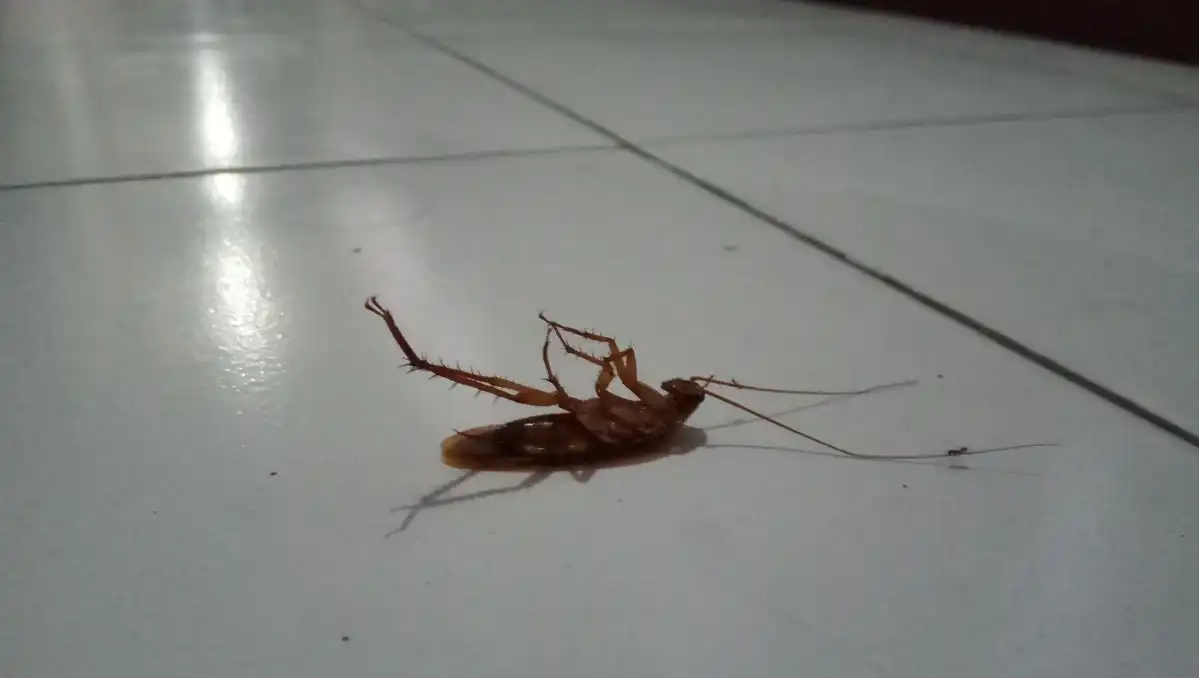 Kecoa Sering Muncul Malam Hari? Ini Cara Alami Membuat Rumah Kurang Disukai