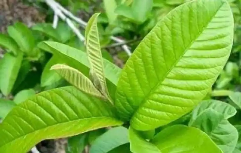 Daun Jambu Biji: Si Penyelamat Perut yang Sering Terlupakan di Balik Pagar Rumah