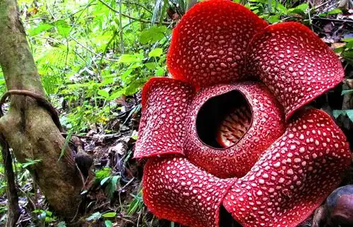 Mengapa Ada Tanaman yang Mengeluarkan Bau Menyengat untuk Menarik Serangga?