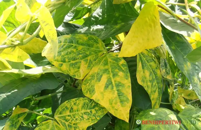 Mengapa Daun Bisa Berubah Warna? Ini Penjelasan Ilmiahnya