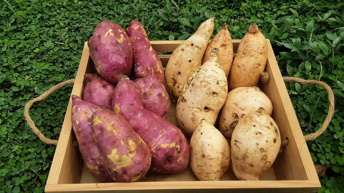 Ubi Ungu dan Ubi Kuning, Apa Perbedaan Kandungan Gizinya?