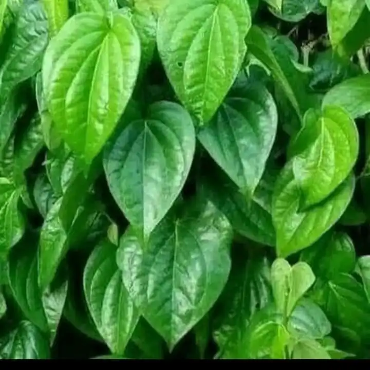 Daun Sirih Dari Tradisi Nenek Moyang hingga Jadi Skincare Andalan Generasi Muda