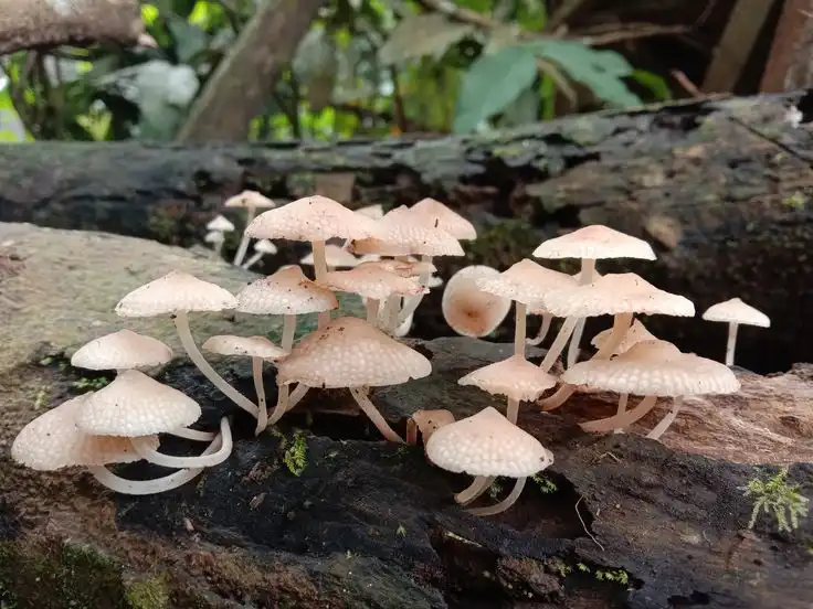Bagaimana Jamur Berkembang Biak Tanpa Biji seperti Tumbuhan pada Umumnya?
