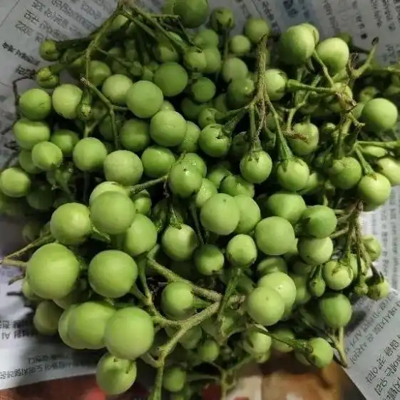 Rimbang: Tanaman Liar yang Ternyata Kaya Manfaat untuk Kesehatan dan Masakan
