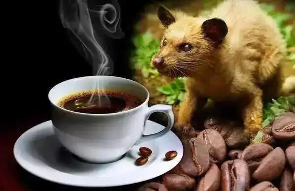 Kopi Luwak: Sensasi Kopi Mewah yang Lahir dari Alam