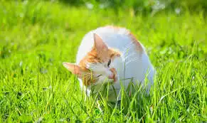 Ternyata Ini Alasan Kucing Makan Rumput Meski Sudah Kenyang