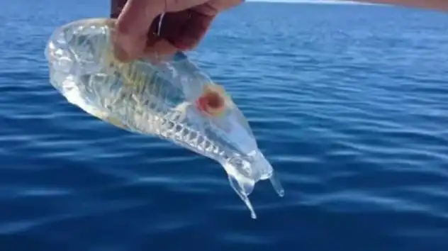 Salp Mahluk Transparan yang Sering Dikira Sampah Plastik