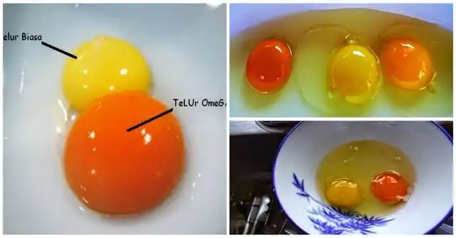 Cara Memilih Telur Ayam yang Sehat: Kenali Ciri-Ciri Telur Segar dan Berkualitas