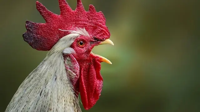 Kenapa Ayam Tetap Berkokok Meski Tidak Melihat Matahari?