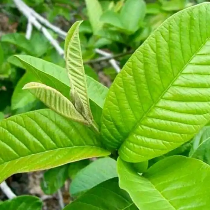 Tak Banyak yang Tahu, 10 Manfaat Daun Jambu Biji untuk Kesehatan Ini Sering Dicari tapi Jarang Dipahami