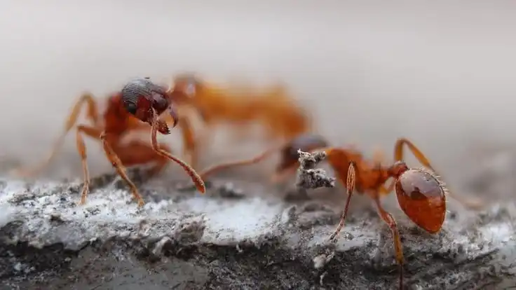 Semut Punya Otak Nggak? Fakta Mengejutkan tentang Kecerdasan Si Kecil yang Super Jenius