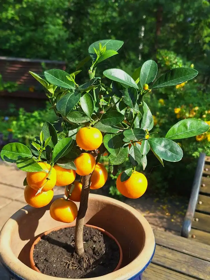 7 Cara Kreatif Bikin Kebun Minimalis di Teras Rumah Kecil