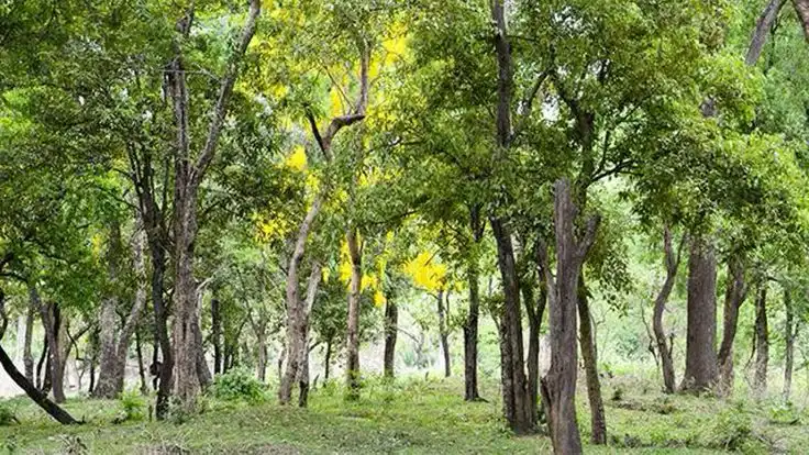 Keistimewaan Pohon Cendana dan Pemanfaatannya