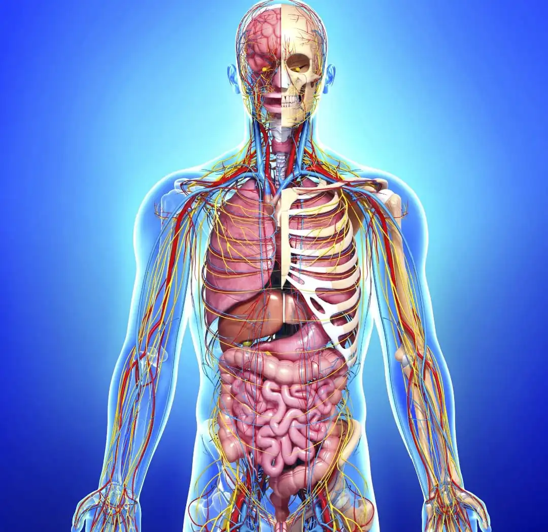 10 Fakta Unik tentang Tubuh Manusia yang Jarang Diketahui