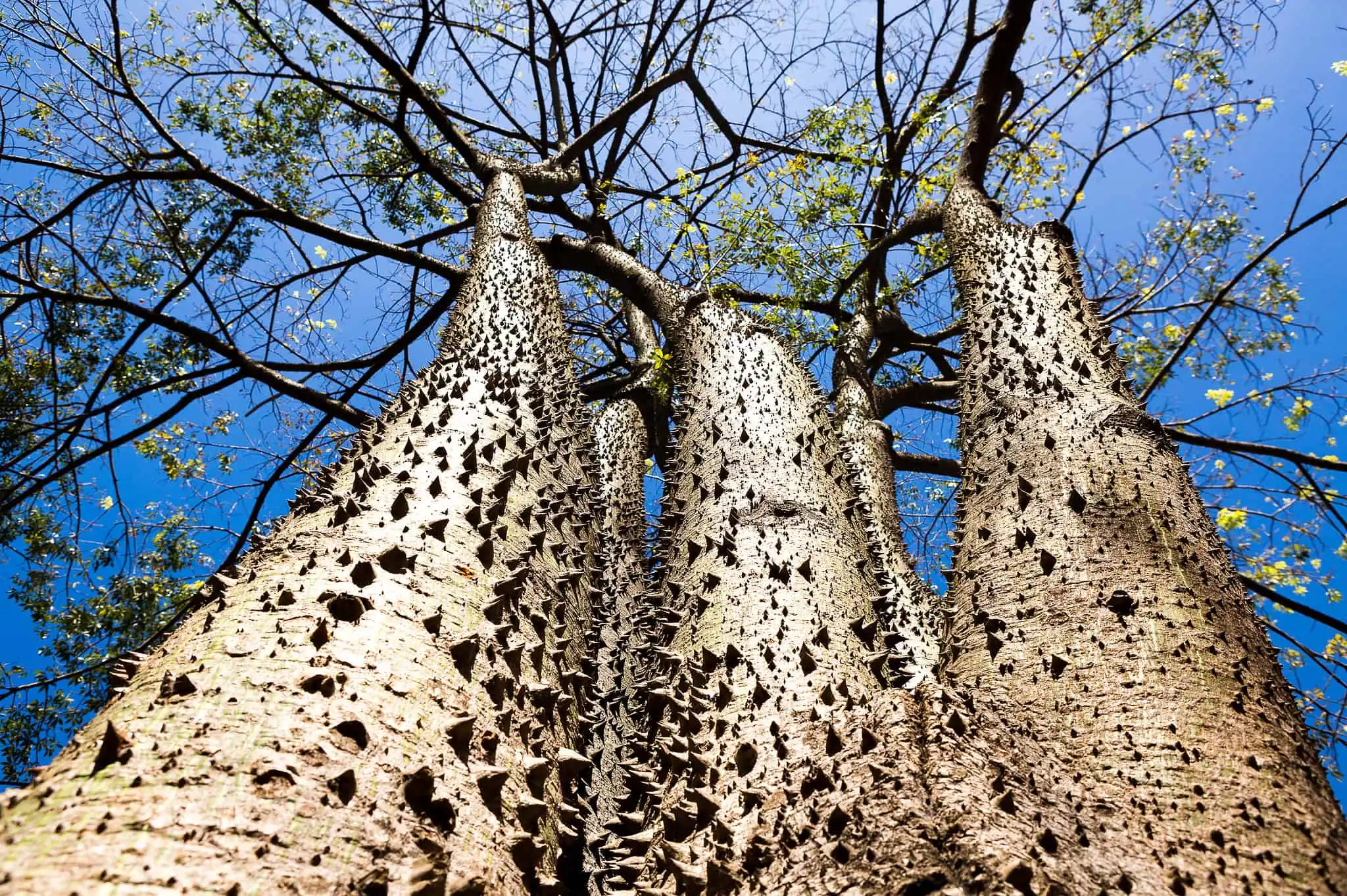 Mengenal Sandbox Tree, Pohon Berbahaya yang Buahnya Bisa Meledak dan Menembakkan Biji