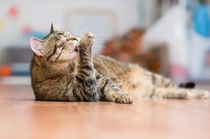 Mengenal Bahasa Tubuh Kucing dan Artinya