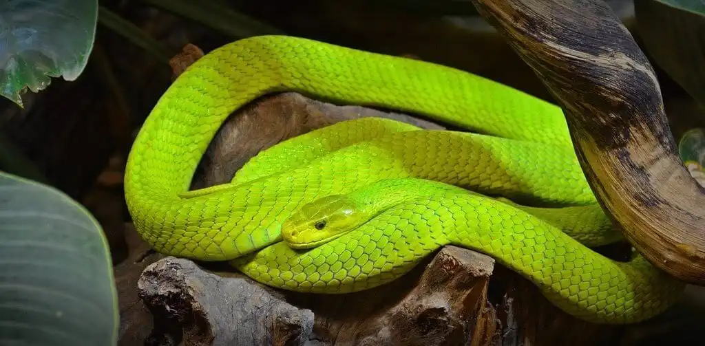 10 Hewan Paling Berbisa di Dunia yang Mematikan dan Perlu Diwaspadai