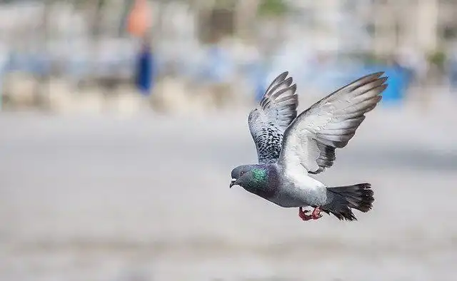 Mengapa Burung Merpati Bisa Menemukan Jalan Pulang dari Tempat yang Jauh?