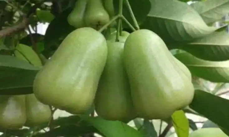 Menemukan Surga Kecil di Balik Kriuknya Jambu Air