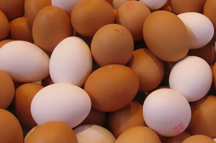 Kenapa Ada Telur yang Cangkangnya Putih dan Ada yang Cokelat? Ternyata Bukan Soal Kualitas