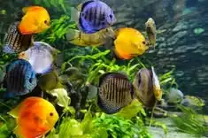 Sirip Ikan Hias Bisa Rusak, Kebiasaan di Akuarium Ini Perlu Diperhatikan