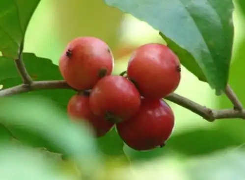 Buah Lobi-Lobi yang Dulu Sering Dimakan Anak-Anak, Kini Mulai Jarang Ditemukan