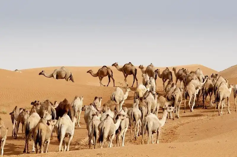 Mitos Punuk Unta Isinya Air: Ternyata Bukan Canteen Berjalan!