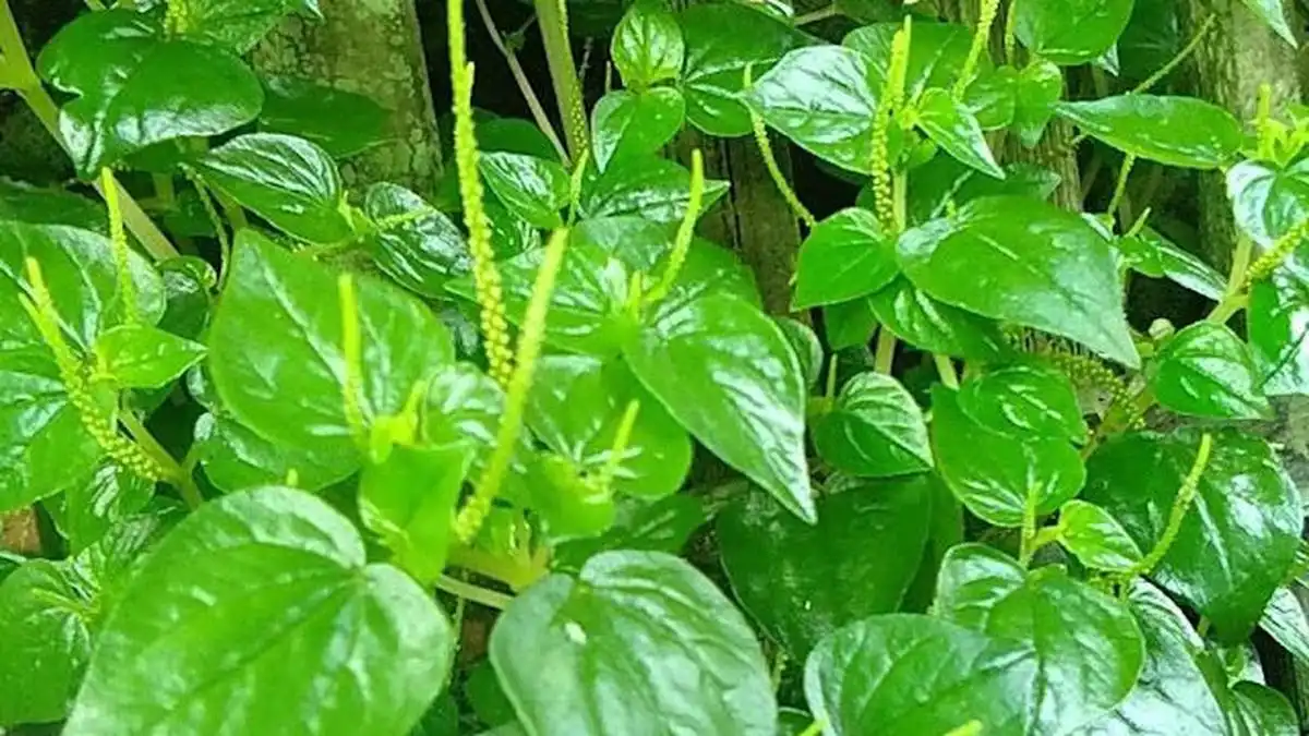 Daun Sirih China, Bukan Sembarang Rumput Liar