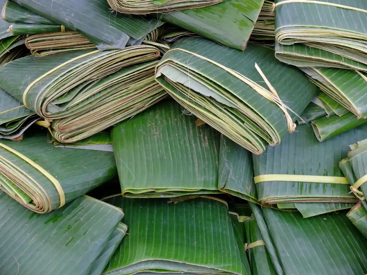 Daun Pisang sebagai Pembungkus Alami yang Sarat Manfaat
