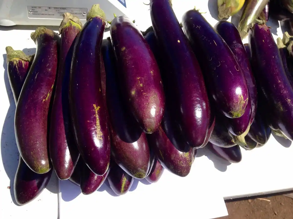 Dari Jagung hingga Terong, 10 Sayuran yang Cocok Dimasak dengan Cara Dipanggang