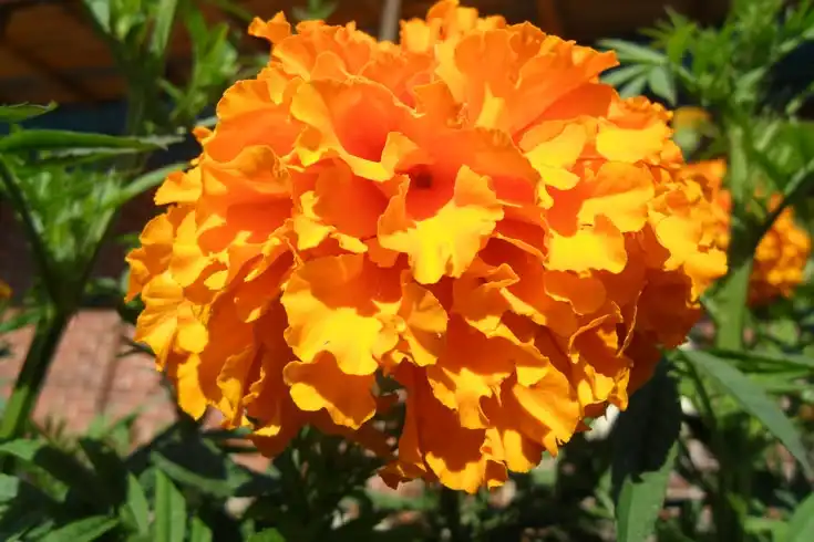Dari Serai hingga Marigold, 6 Tanaman yang Dikaitkan dengan Ular