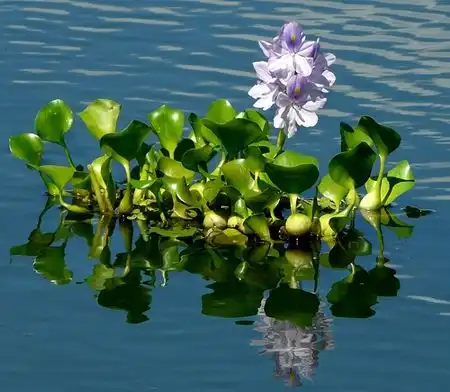9 Manfaat Eceng Gondok untuk Lingkungan, Perikanan, dan Kesehatan