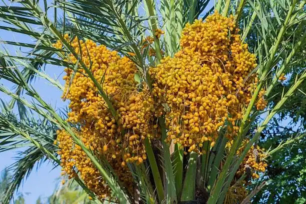 Kenapa Pohon Kurma Bisa Hidup Puluhan Tahun di Tengah Gurun? Ini Rahasia Ketahanannya