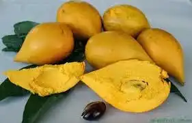 Buah Sawo Mentega, Buah Tropis Manis yang Kaya Manfaat untuk Kesehatan